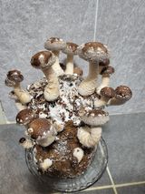 팜모닝 · 게시글 이미지