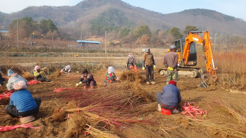 서울농원묘목님의 장터 판매 상품 [유실수 조경수 '묘목 생산 전문농원' 묘목 분양합니다. ] 첨부 사진