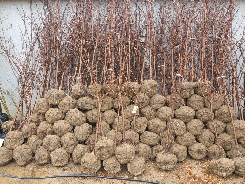 서울농원묘목님의 장터 판매 상품 [유실수 조경수 '묘목 생산 전문농원' 묘목 분양합니다. ] 첨부 사진