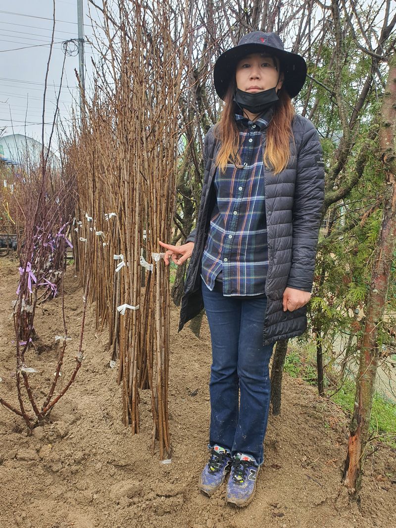 서울농원묘목님의 장터 판매 상품 [유실수 조경수 '묘목 생산 전문농원' 묘목 분양합니다. ] 첨부 사진
