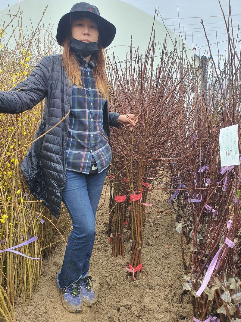 서울농원묘목님의 장터 판매 상품 [유실수 조경수 '묘목 생산 전문농원' 묘목 분양합니다. ] 첨부 사진