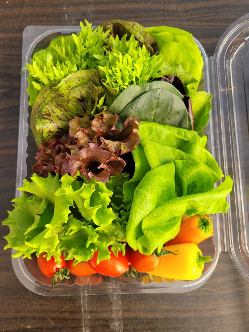 김정임님의 장터 판매 상품 [유럽샐러드모듬상추] 첨부 사진