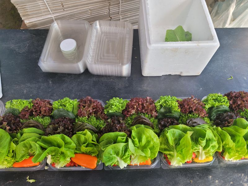 장터 상품 [유럽샐러드모듬상추] 썸네일