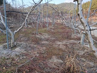 조명희님의 복숭아 · 자유게시판 작성글 사진