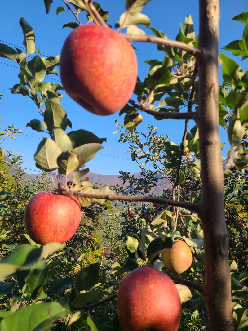 김영식님의 장터 판매 상품 [밀양얼음골사과10Kg] 첨부 사진