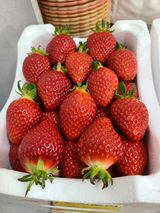 팜모닝 딸기·일상 게시글 이미지