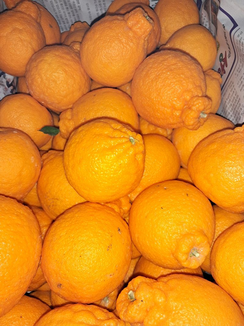 장터 상품 [한라봉  10kg] 썸네일