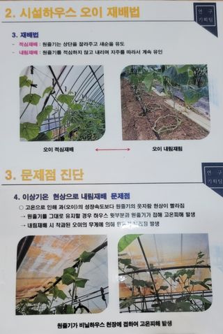 백승현님의 오이 · 자유게시판 작성글 사진