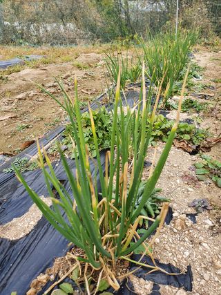 알바트로스k님의 파 · 병해충상담 작성글 사진
