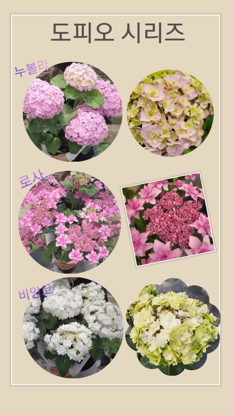 백구수국님의 장터 판매 상품 [수국 화분 판매합니다.] 첨부 사진