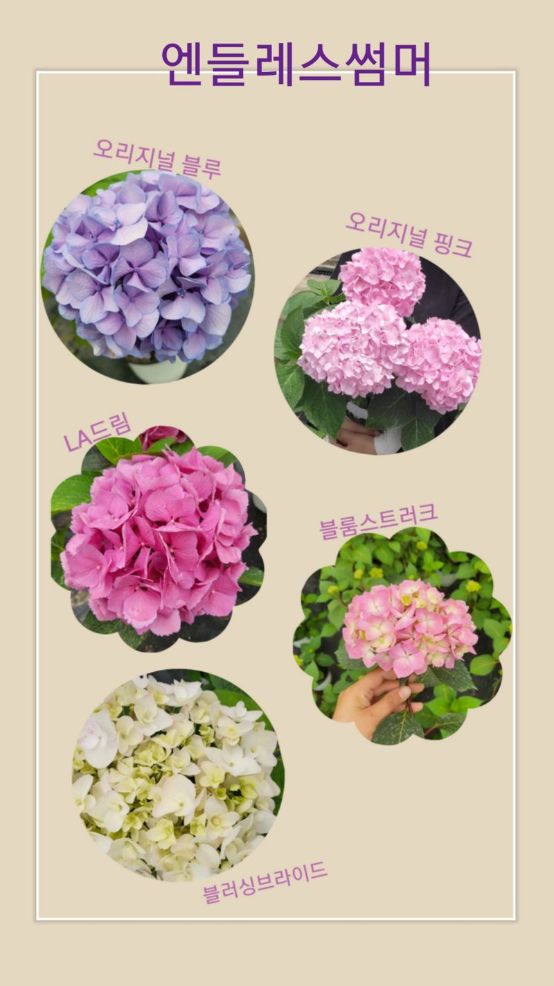 장터 상품 [수국 화분 판매합니다.] 썸네일