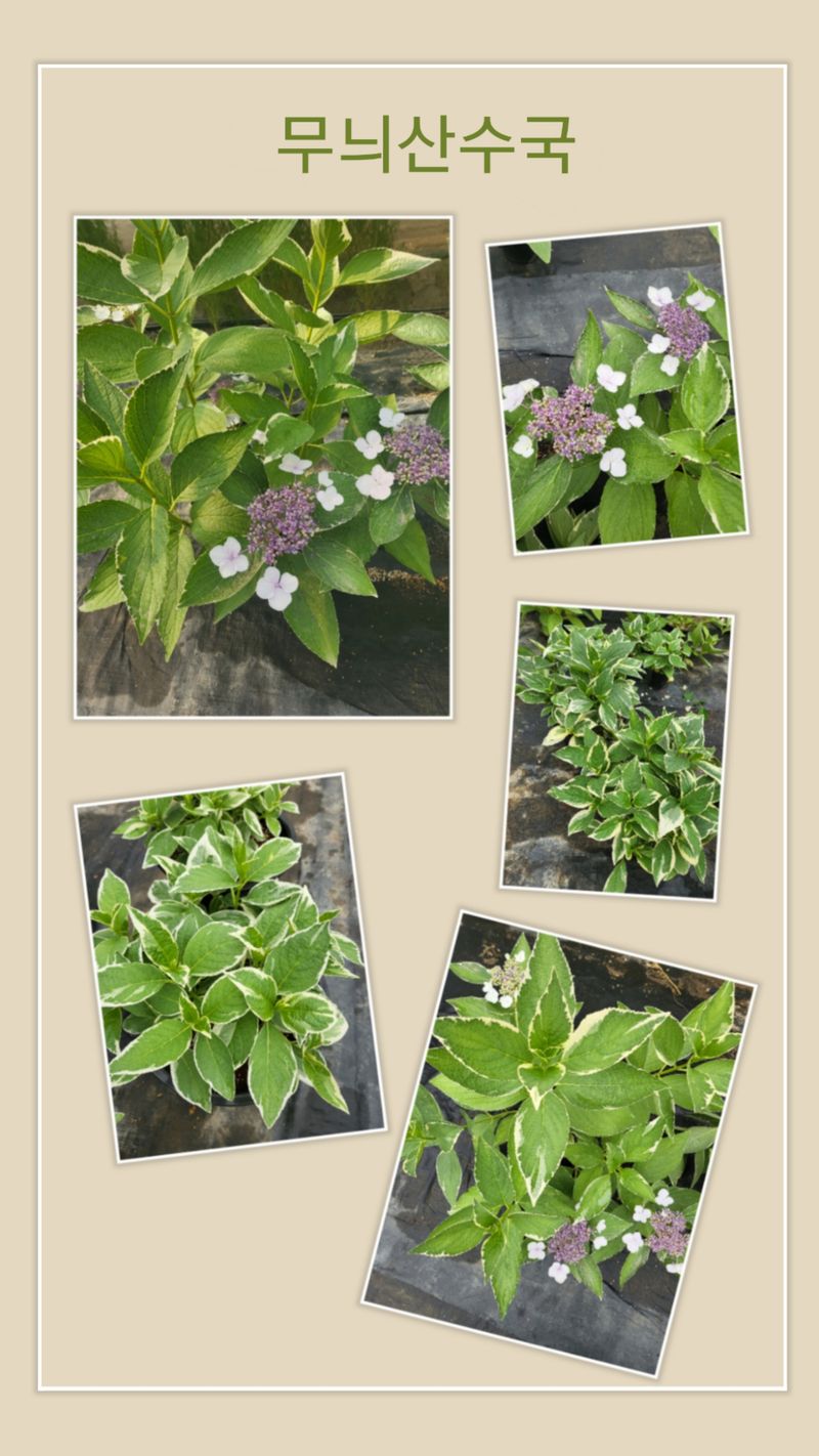 백구수국님의 장터 판매 상품 [수국 화분 판매합니다.] 첨부 사진