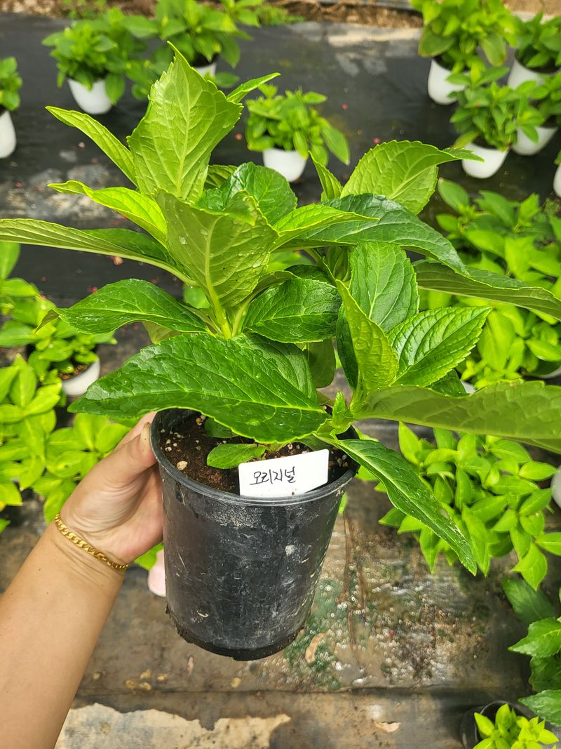 백구수국님의 장터 판매 상품 [수국 화분 판매합니다.] 첨부 사진