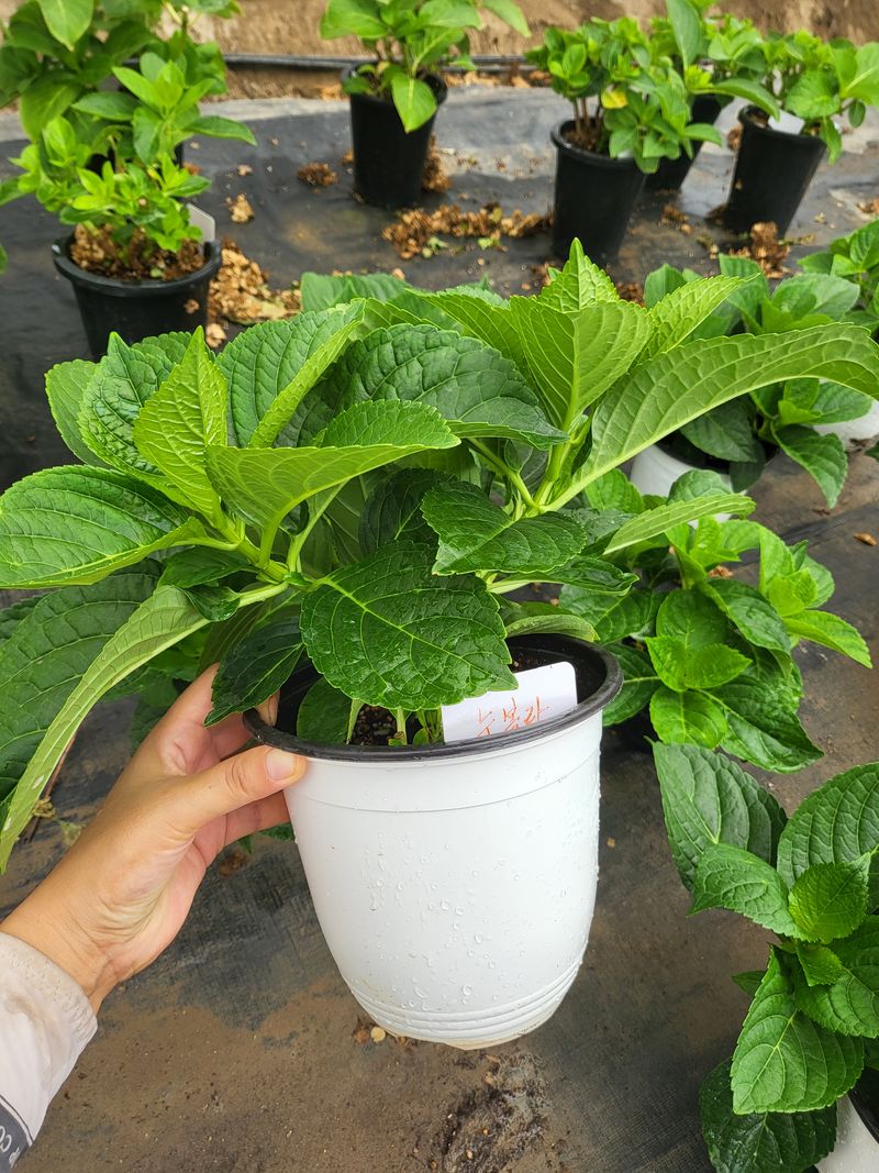 백구수국님의 장터 판매 상품 [수국 화분 판매합니다.] 첨부 사진