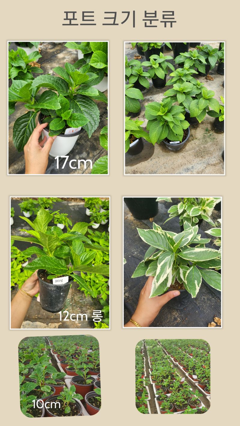 백구수국님의 장터 판매 상품 [수국 화분 판매합니다.] 첨부 사진