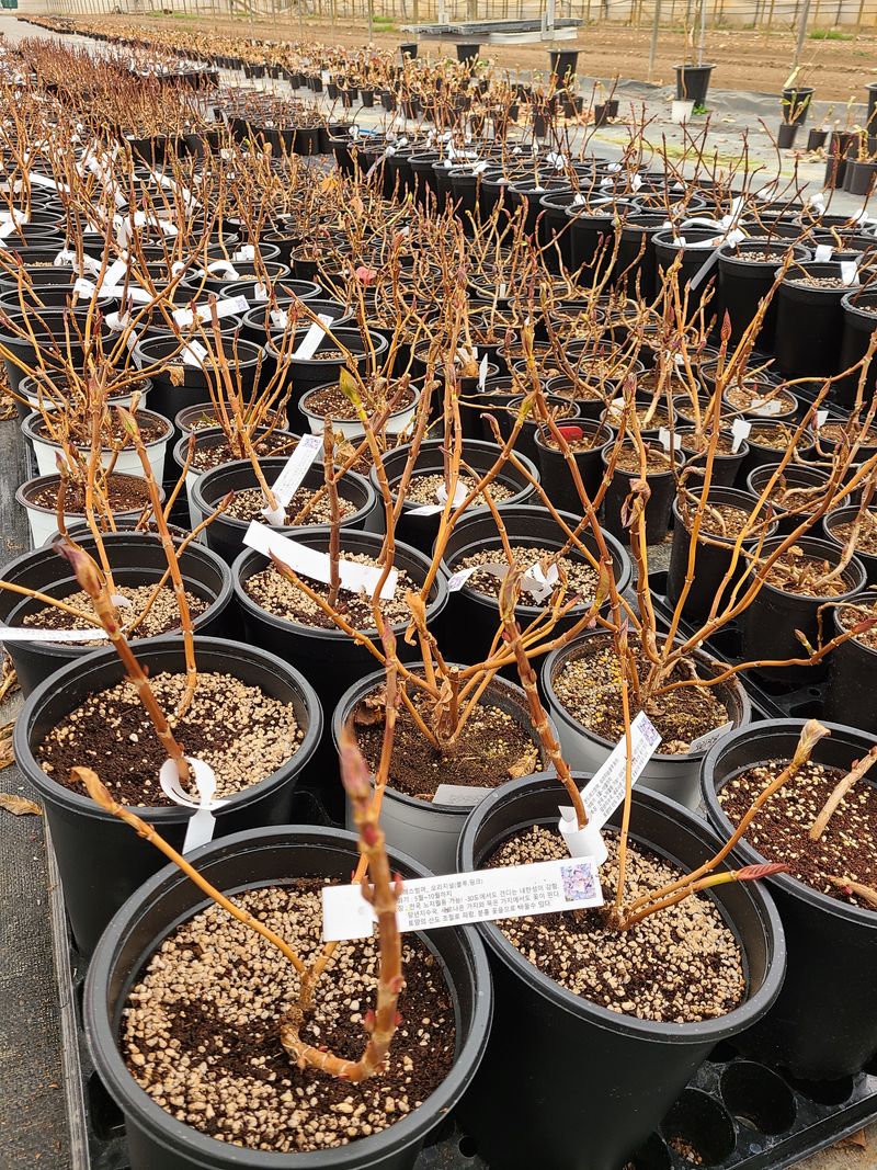 백구수국님의 장터 판매 상품 [수국 화분 판매합니다.] 첨부 사진