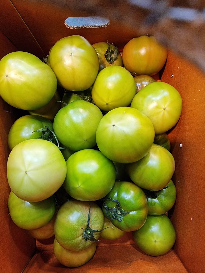 우정주님의 장터 판매 상품 [대저  짭짜리 토마토 2.5키로] 첨부 사진