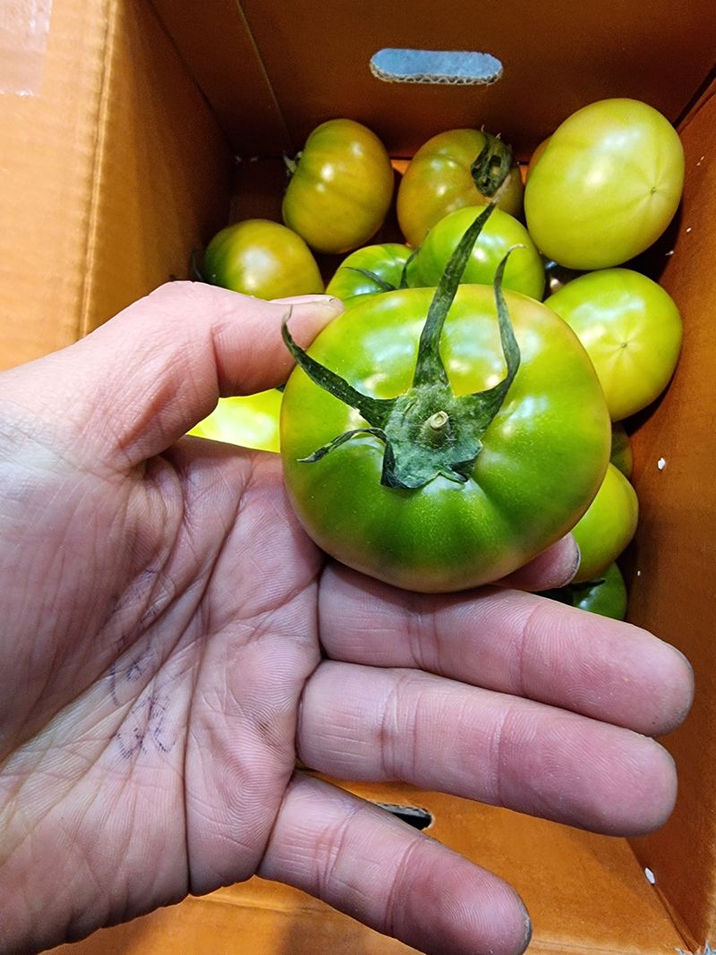 우정주님의 장터 판매 상품 [대저  짭짜리 토마토 2.5키로] 첨부 사진