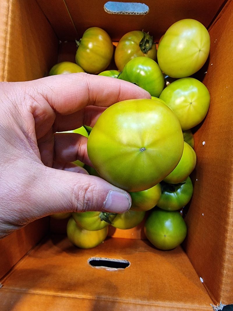 우정주님의 장터 판매 상품 [대저  짭짜리 토마토 2.5키로] 첨부 사진