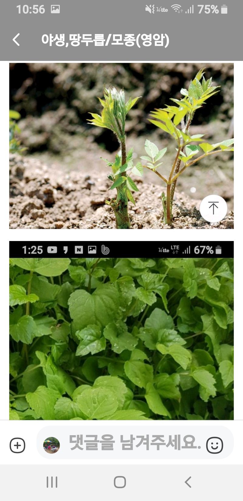 장터 상품 [야생땅두릅 모종] 썸네일