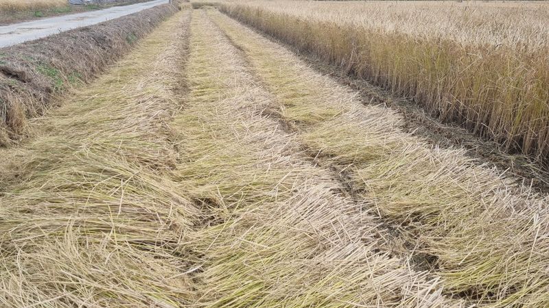 김경희님의 장터 판매 상품 [누룽지 향미 찹쌀 20kg] 첨부 사진