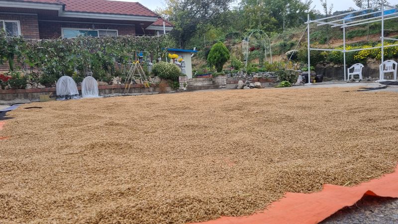 김경희님의 장터 판매 상품 [누룽지 향미 찹쌀 20kg] 첨부 사진