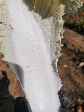 자니윤님의 배추 · 병해충상담 작성글 사진