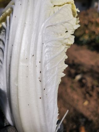 자니윤님의 배추 · 병해충상담 작성글 사진