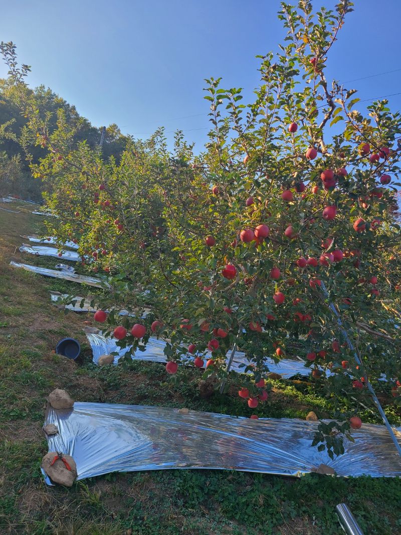 황금알얼음골농원님의 장터 판매 상품 [아삭하고 달콤한 얼음골사과 10kg] 첨부 사진