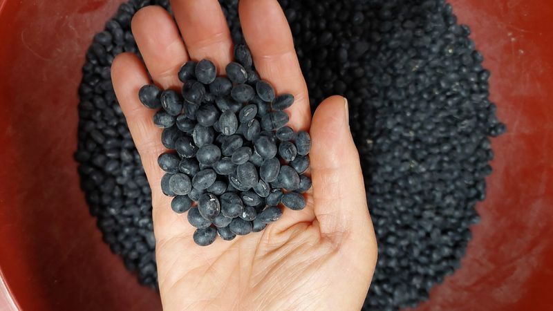 박진하님의 장터 판매 상품 [서리태  청자5호] 첨부 사진