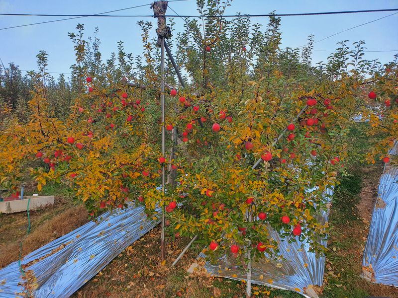 장터 상품 [거창 또바기 사과 5/10kg] 썸네일