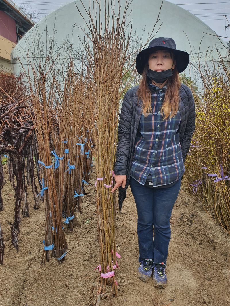 이경철님의 장터 판매 상품 [유실수, 조경수 '묘목생산 전문농원'  묘목 분양합니다.] 첨부 사진