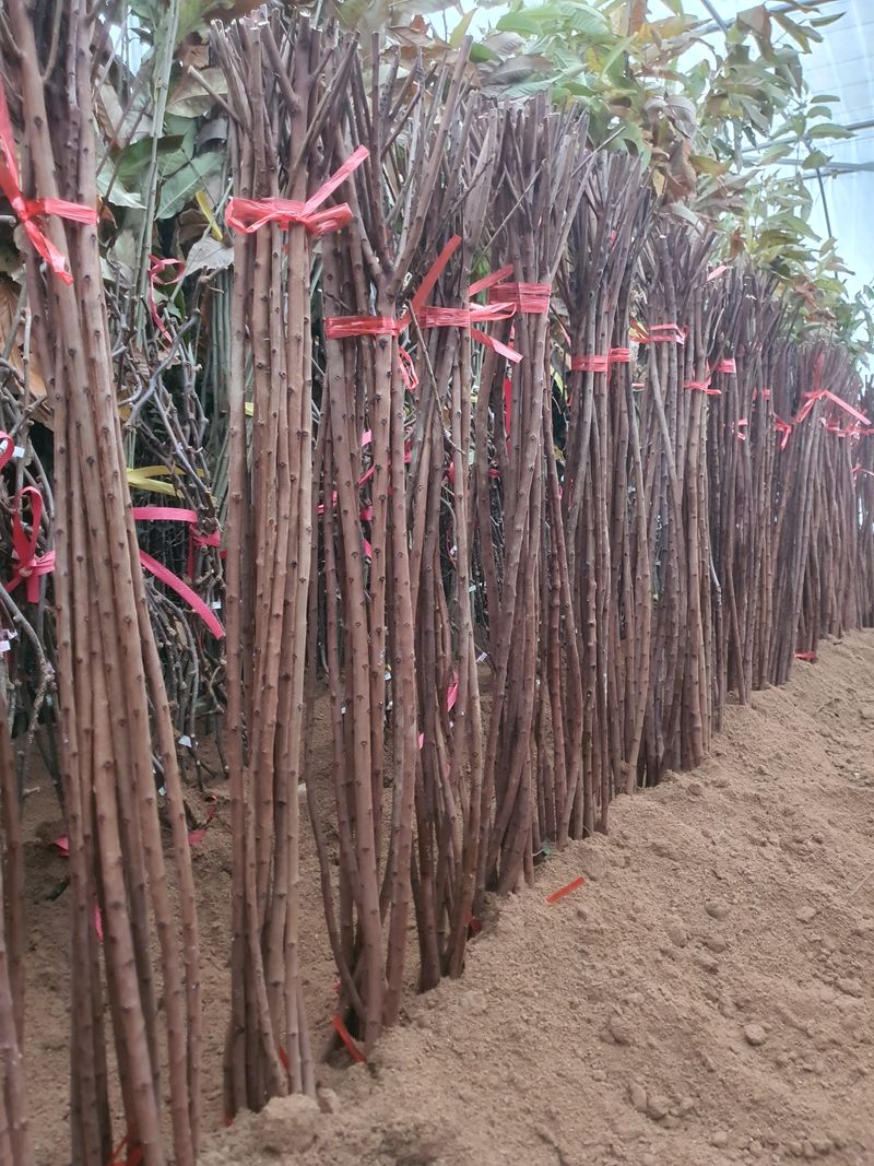 이경철님의 장터 판매 상품 [유실수, 조경수 '묘목생산 전문농원'  묘목 분양합니다.] 첨부 사진