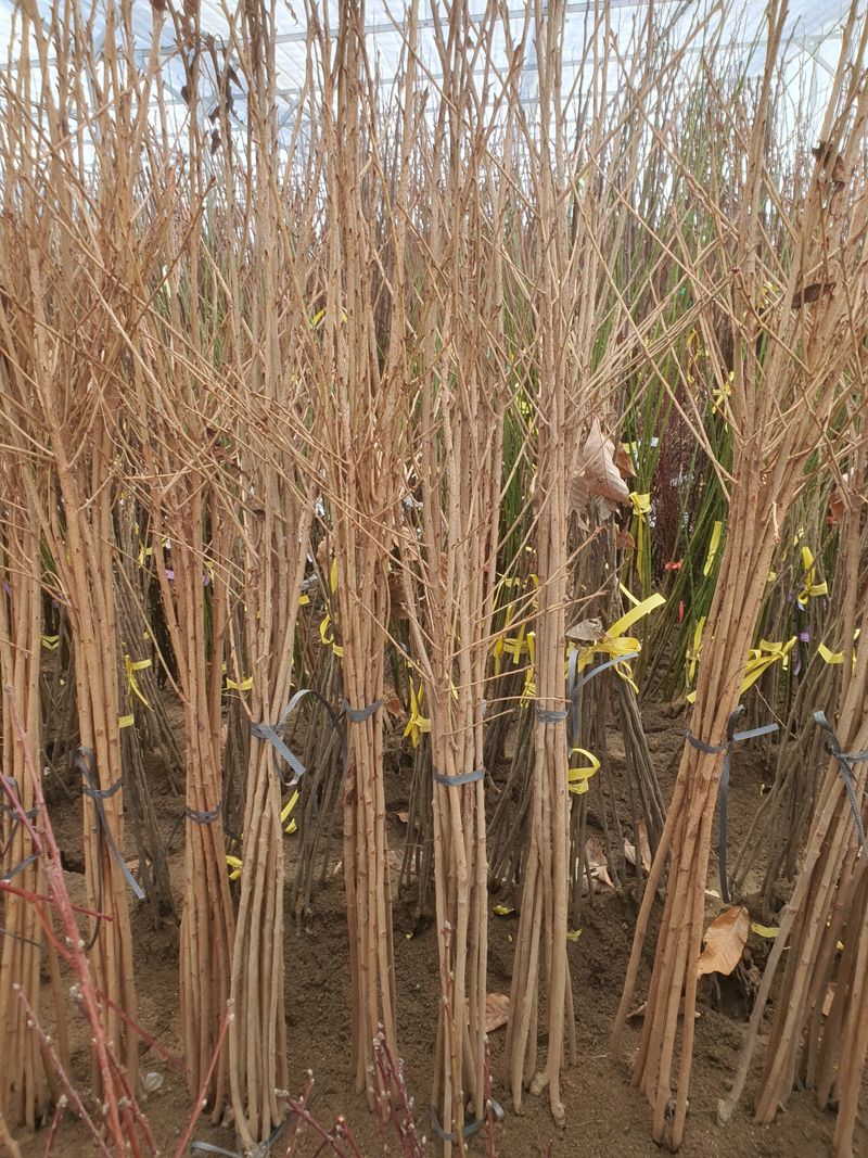 이경철님의 장터 판매 상품 [유실수, 조경수 '묘목생산 전문농원'  묘목 분양합니다.] 첨부 사진