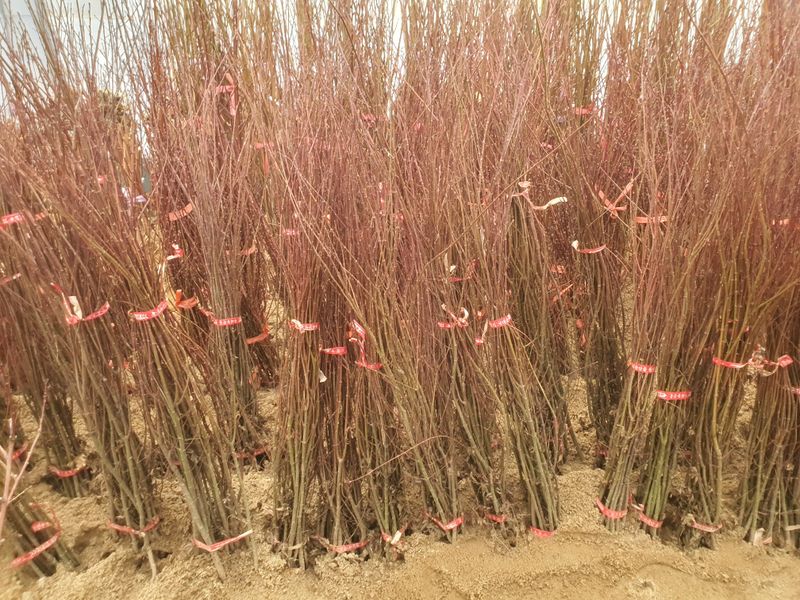 이경철님의 장터 판매 상품 [유실수, 조경수 '묘목생산 전문농원'  묘목 분양합니다.] 첨부 사진
