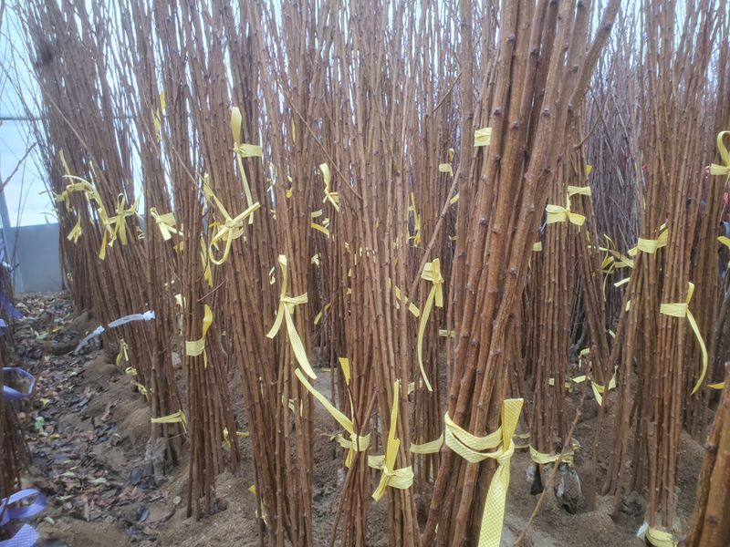 이경철님의 장터 판매 상품 [유실수, 조경수 '묘목생산 전문농원'  묘목 분양합니다.] 첨부 사진