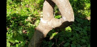 재데렐라님의 기타작물 · 병해충상담 작성글 사진