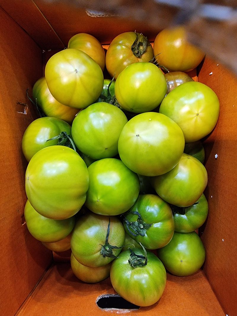 장터 상품 [대저 토마토   2.5키로] 썸네일