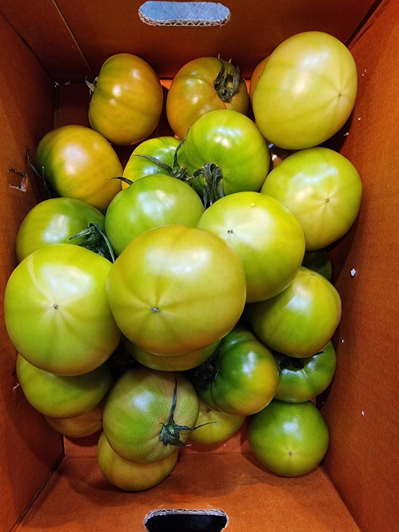 우정주님의 장터 판매 상품 [대저 토마토   2.5키로] 첨부 사진