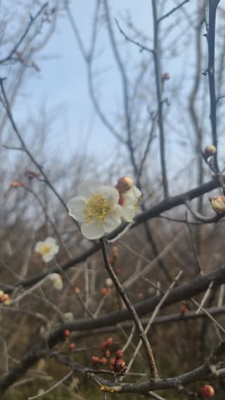 김종환님의 매실 · 자유게시판 작성글 사진