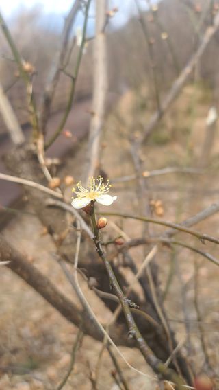 김종환님의 매실 · 자유게시판 작성글 사진