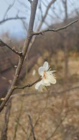 팜모닝 매실·자유게시판 게시글 이미지