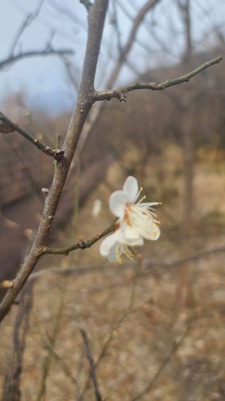 김종환님의 매실 · 자유게시판 작성글 사진