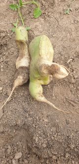 팜모닝 기타작물·병해충상담 게시글 이미지