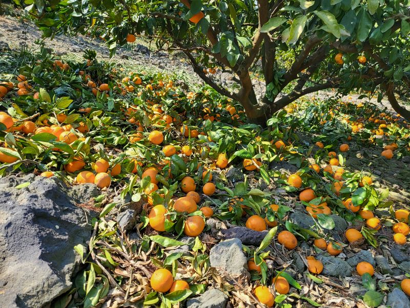 팜모닝회원백현선님의 장터 판매 상품 [온주귤10키로.택비포함.] 첨부 사진