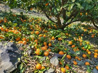 팜모닝회원백현선님의 작성글 사진