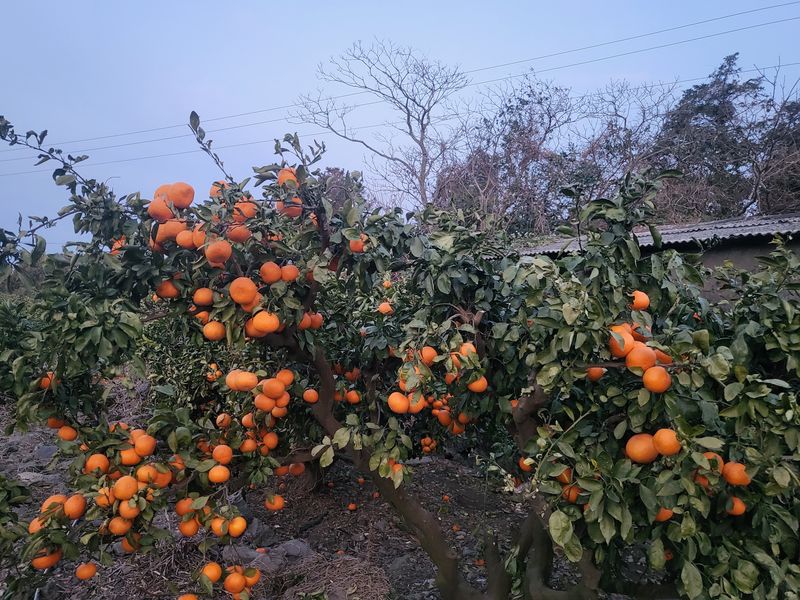 팜모닝회원백현선님의 장터 판매 상품 [온주귤10키로.택비포함.] 첨부 사진