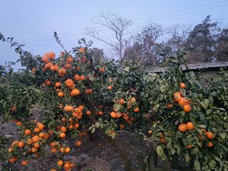 팜모닝회원백현선님의 작성글 사진