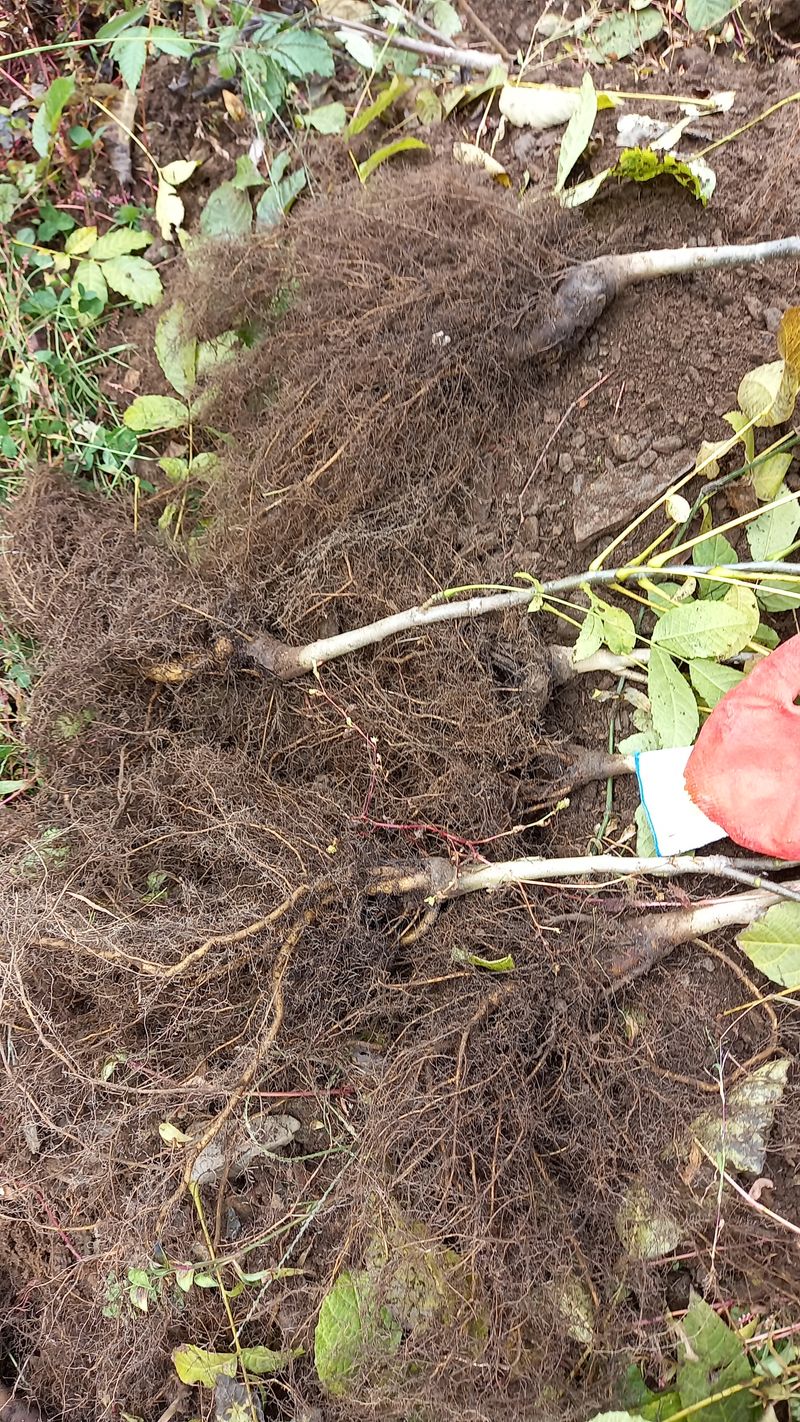 까두까두 님의 장터 판매 상품 [조실성박피호두 묘목] 첨부 사진