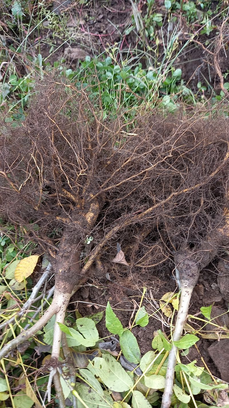 까두까두 님의 장터 판매 상품 [조실성박피호두 묘목] 첨부 사진